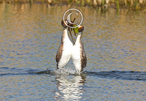 Great Crested Grebes 9